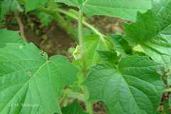 Physalis minima
